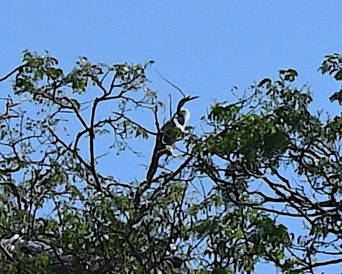 Anhinga - ML641106440