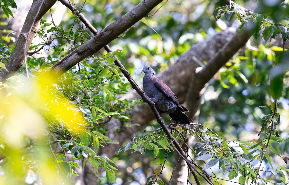 Nilgiri Wood-Pigeon - ML641106466
