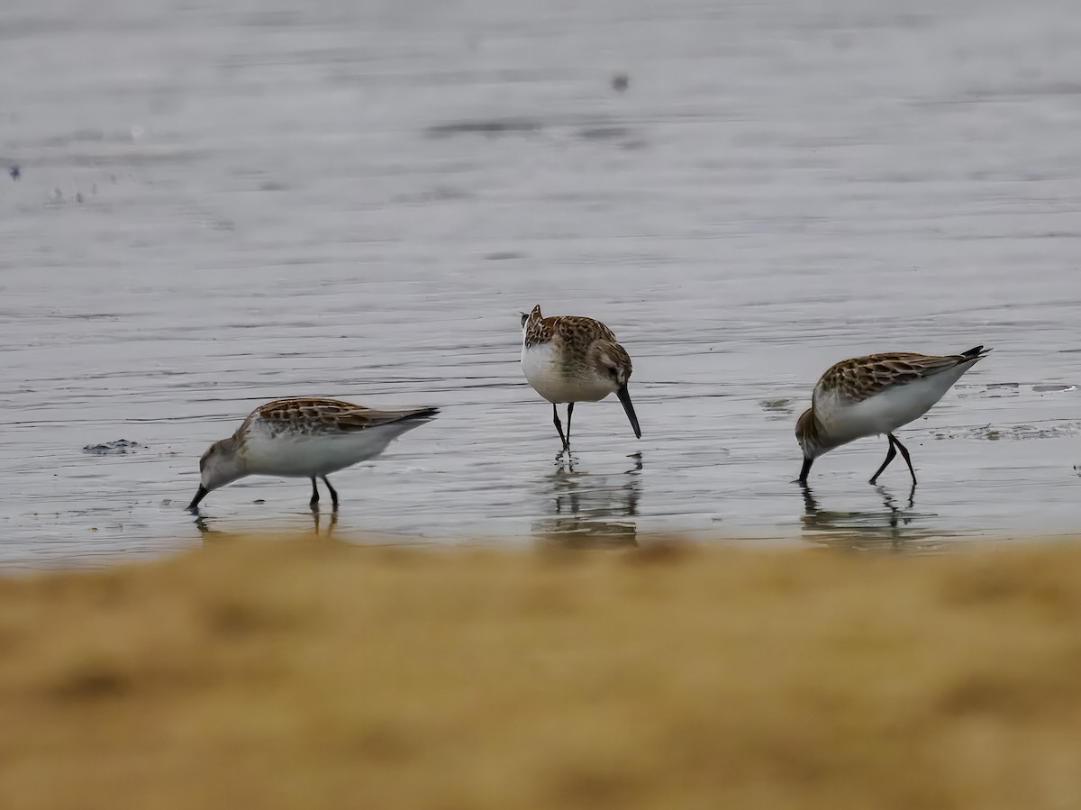 Western Sandpiper - ML641106517