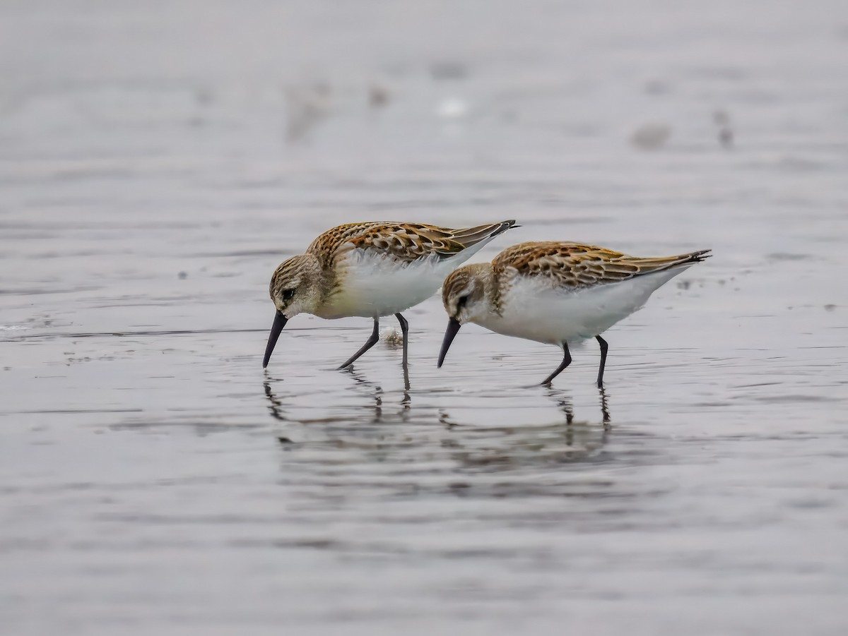 Western Sandpiper - ML641106520