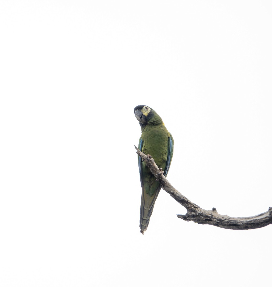 Yellow-collared Macaw - ML641106555