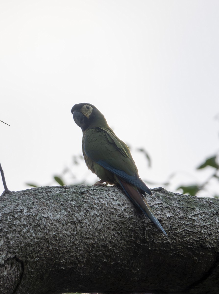 Yellow-collared Macaw - ML641106559