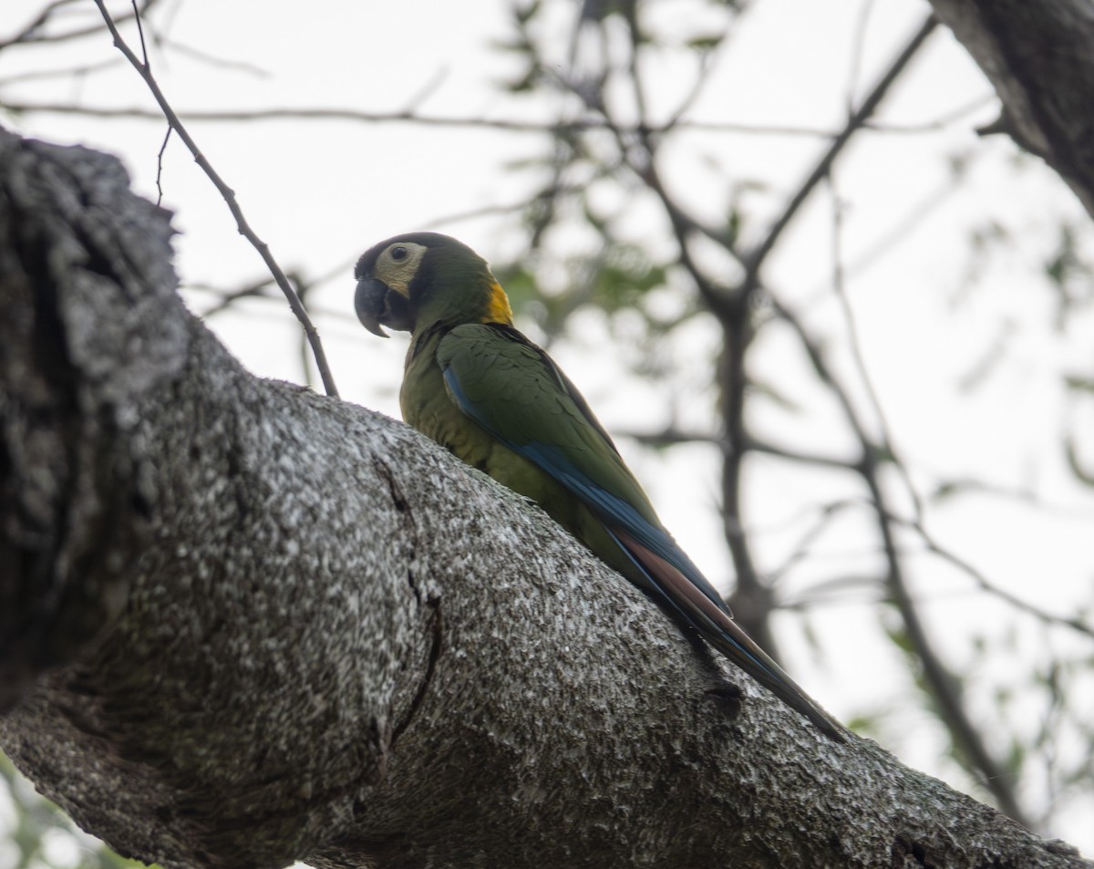 Yellow-collared Macaw - ML641106563