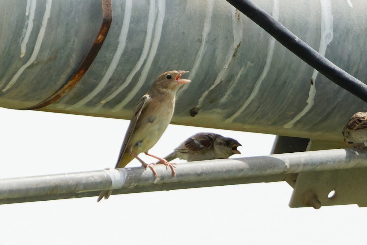 Black-headed Bunting - ML641106569