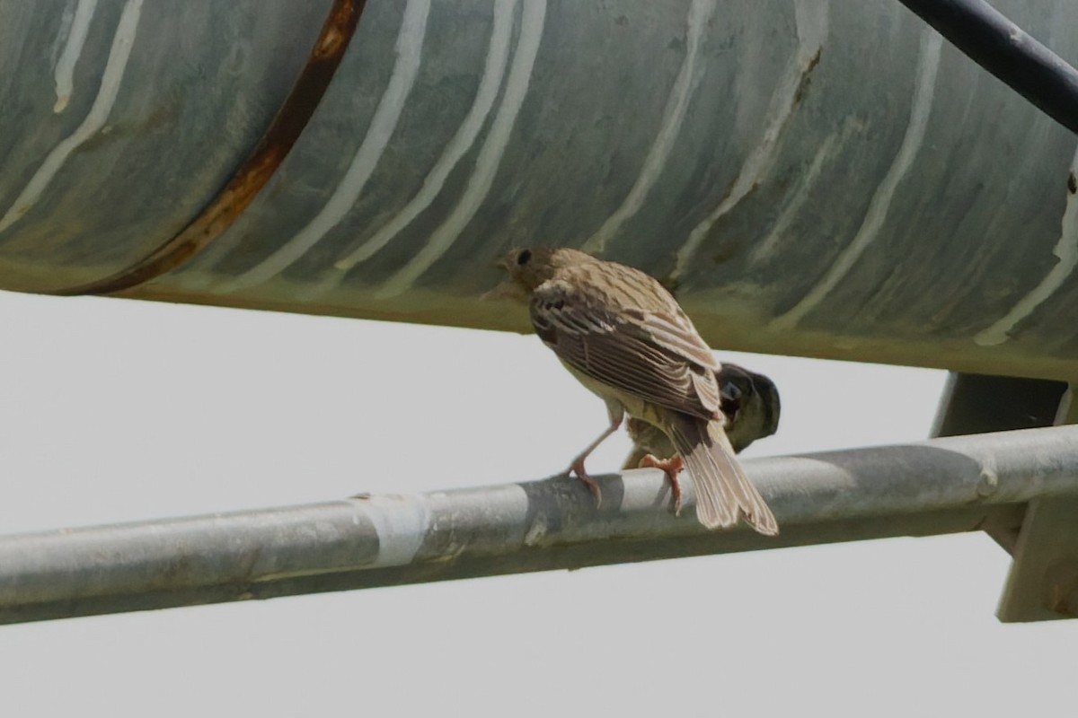Black-headed Bunting - ML641106572