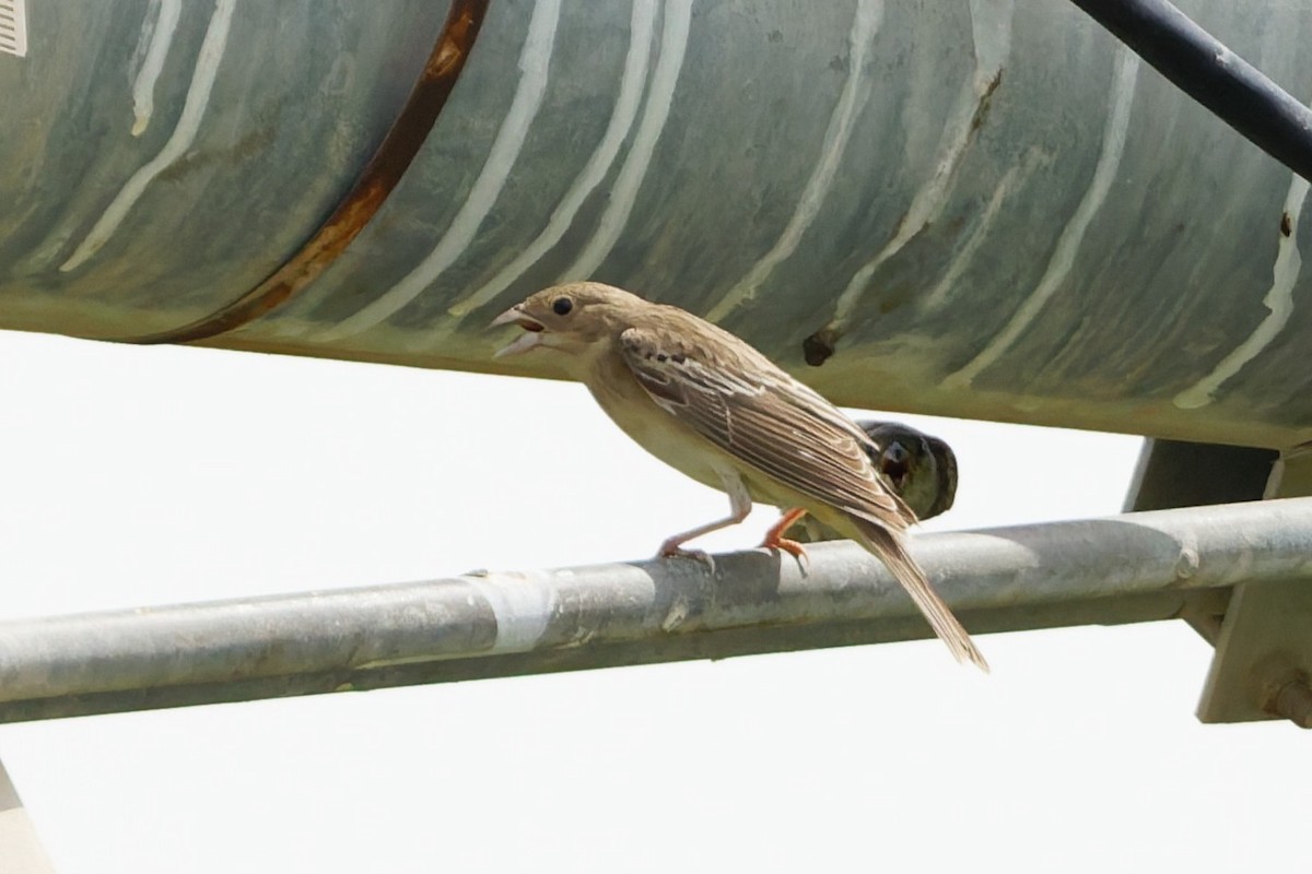 Black-headed Bunting - ML641106573