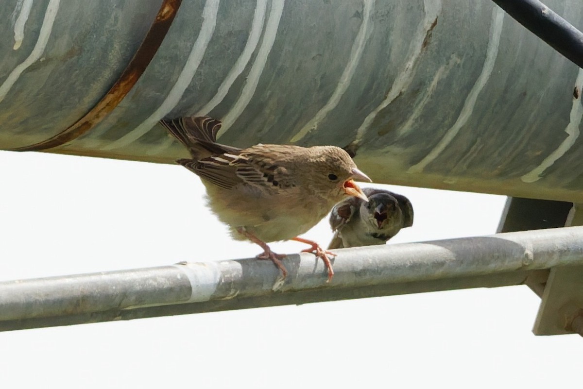 Black-headed Bunting - ML641106574