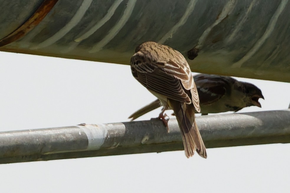 Black-headed Bunting - ML641106575