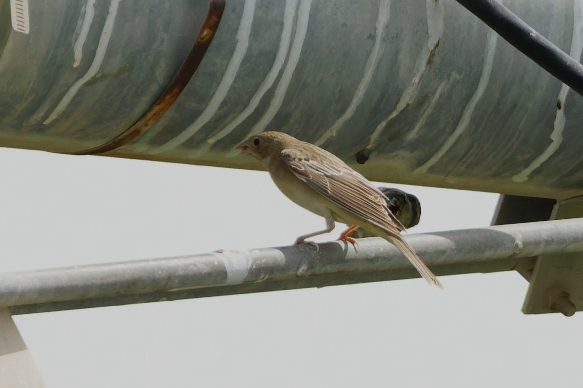 Black-headed Bunting - ML641106576