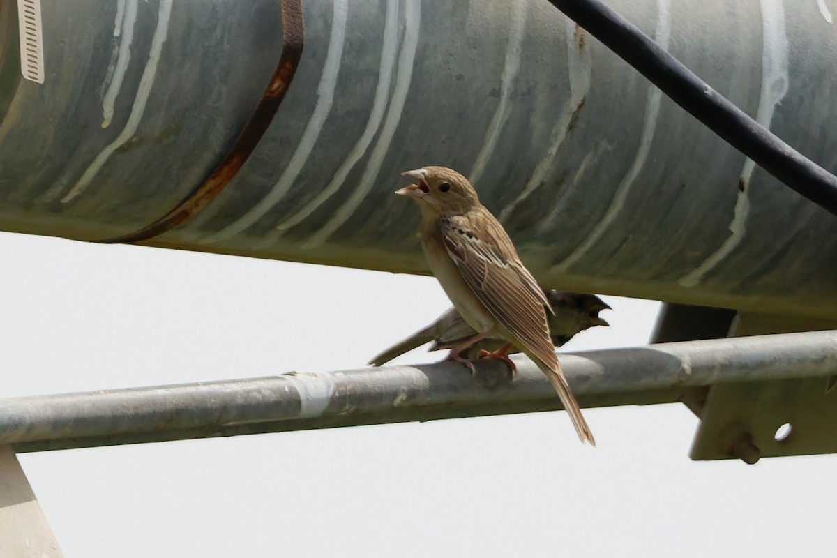 Black-headed Bunting - ML641106577