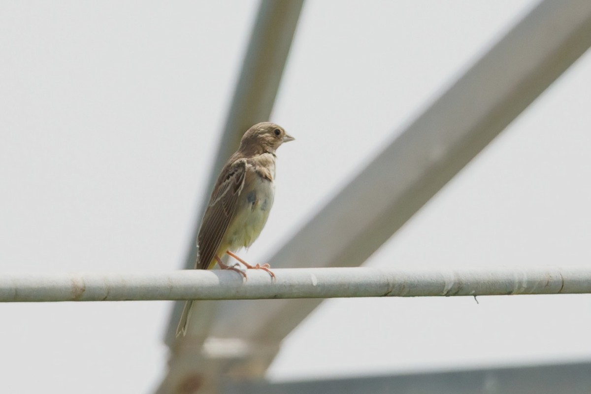 Black-headed Bunting - ML641106578