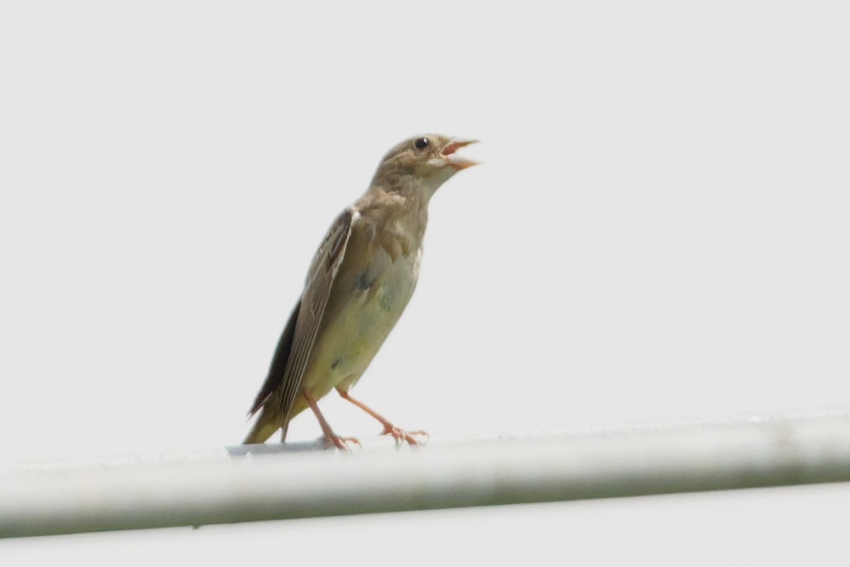Black-headed Bunting - ML641106579