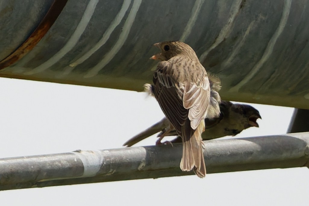 Black-headed Bunting - ML641106580