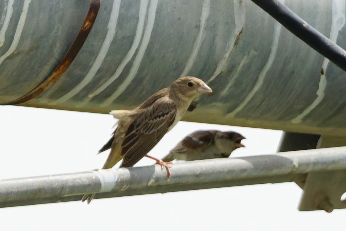 Black-headed Bunting - ML641106581