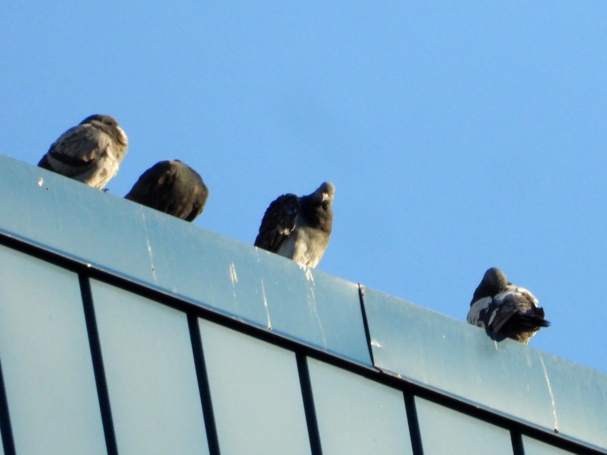 Rock Pigeon (Feral Pigeon) - ML641106607