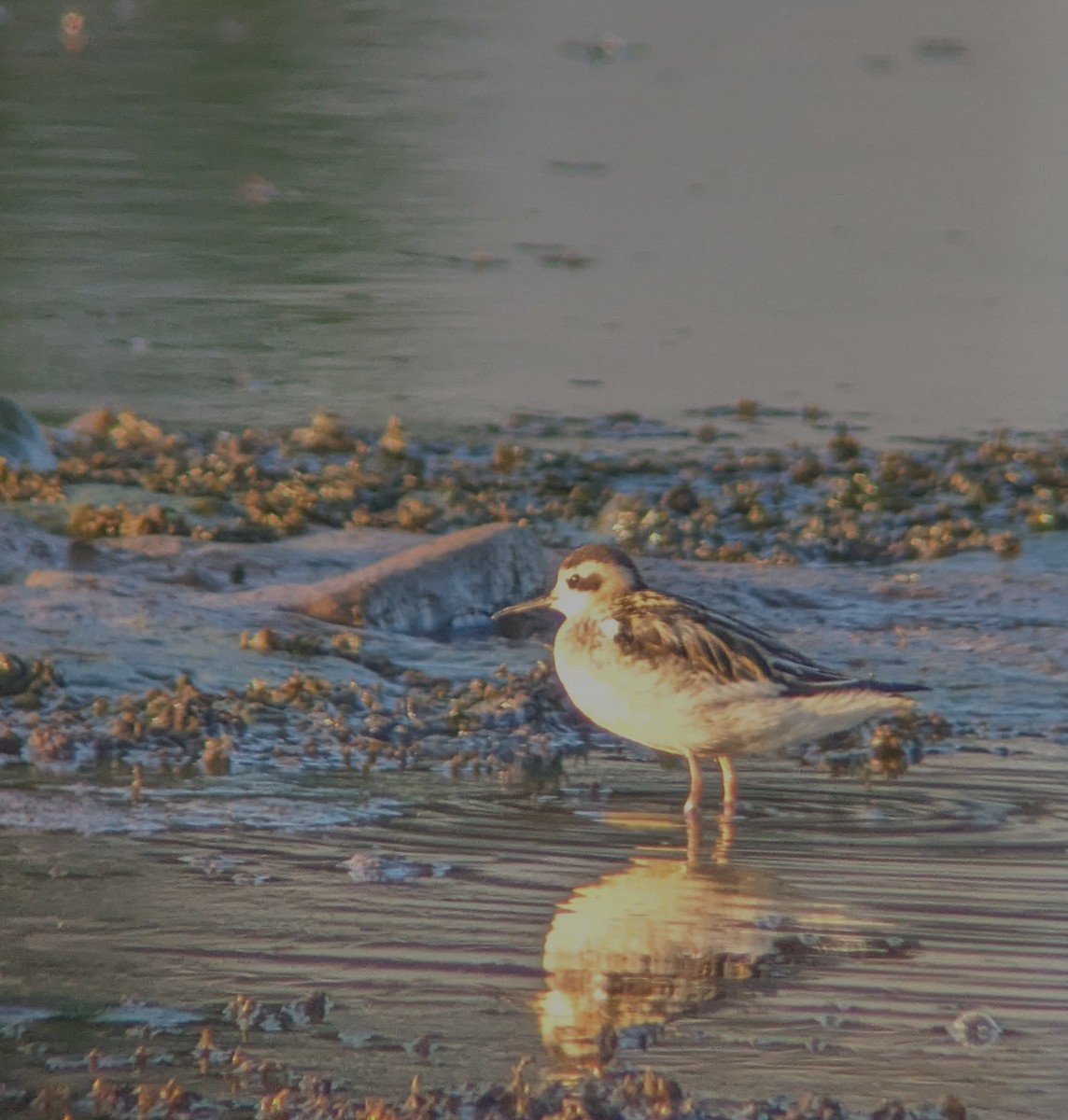 Red-necked Phalarope - ML641106651