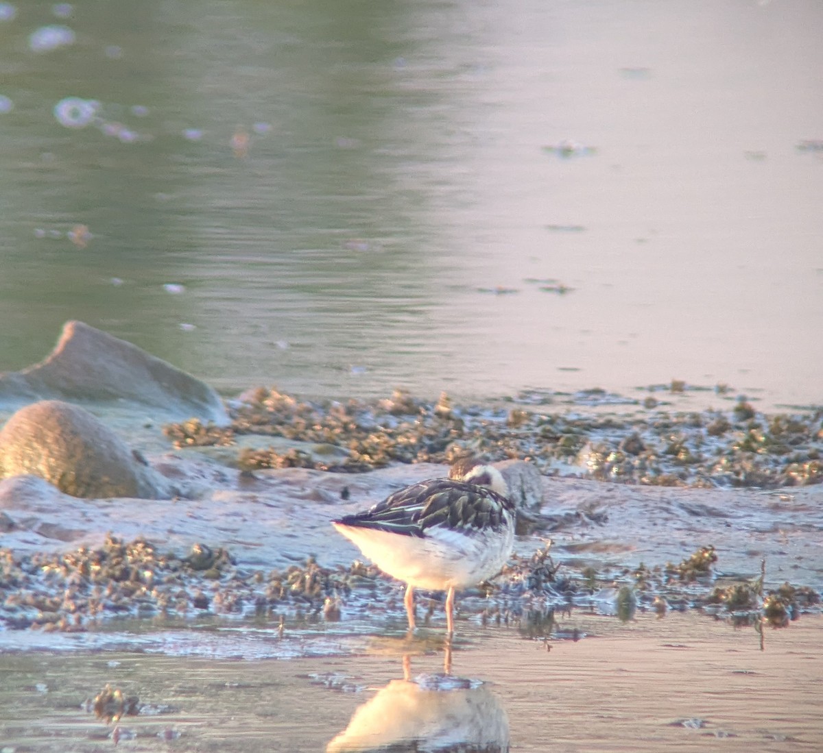 Red-necked Phalarope - ML641106653