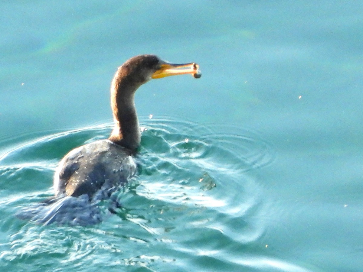 Double-crested Cormorant - ML641106674