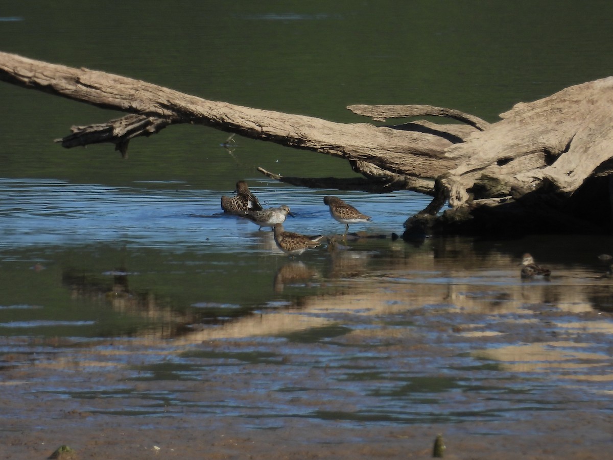 Least Sandpiper - ML641106741