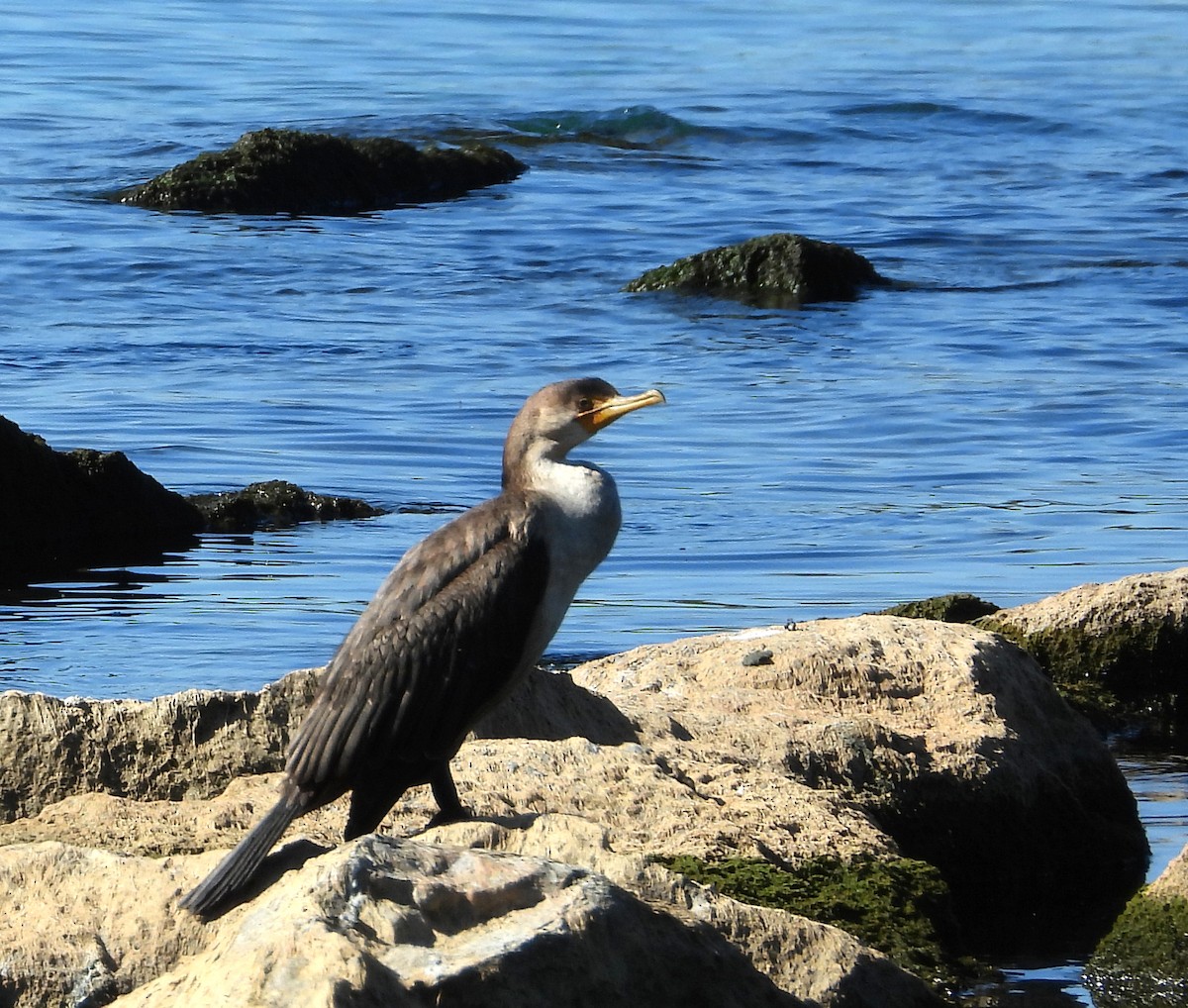 Double-crested Cormorant - ML641106747