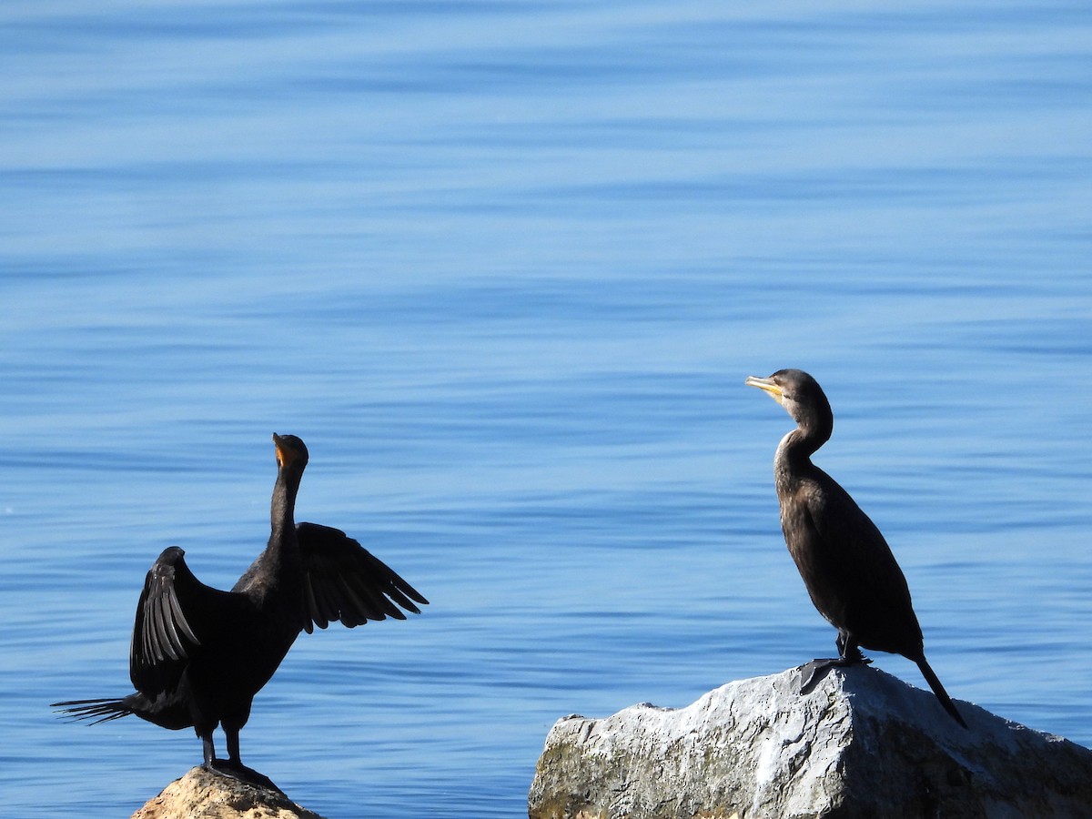 Double-crested Cormorant - ML641106748