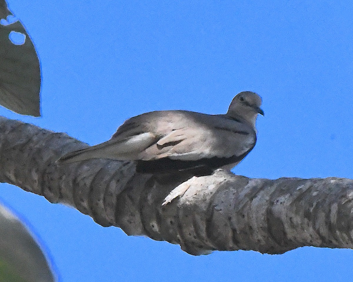 Picui Ground Dove - ML641106773