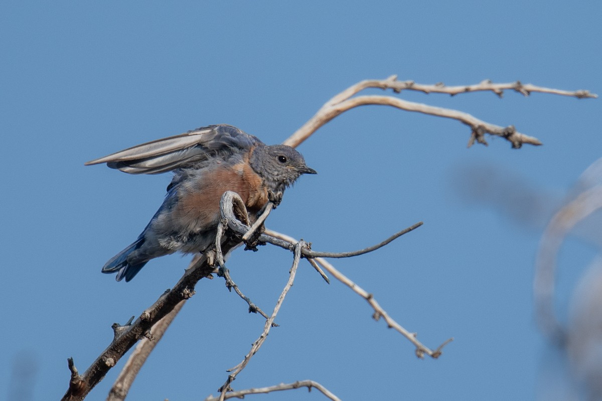 Western Bluebird - ML641106816