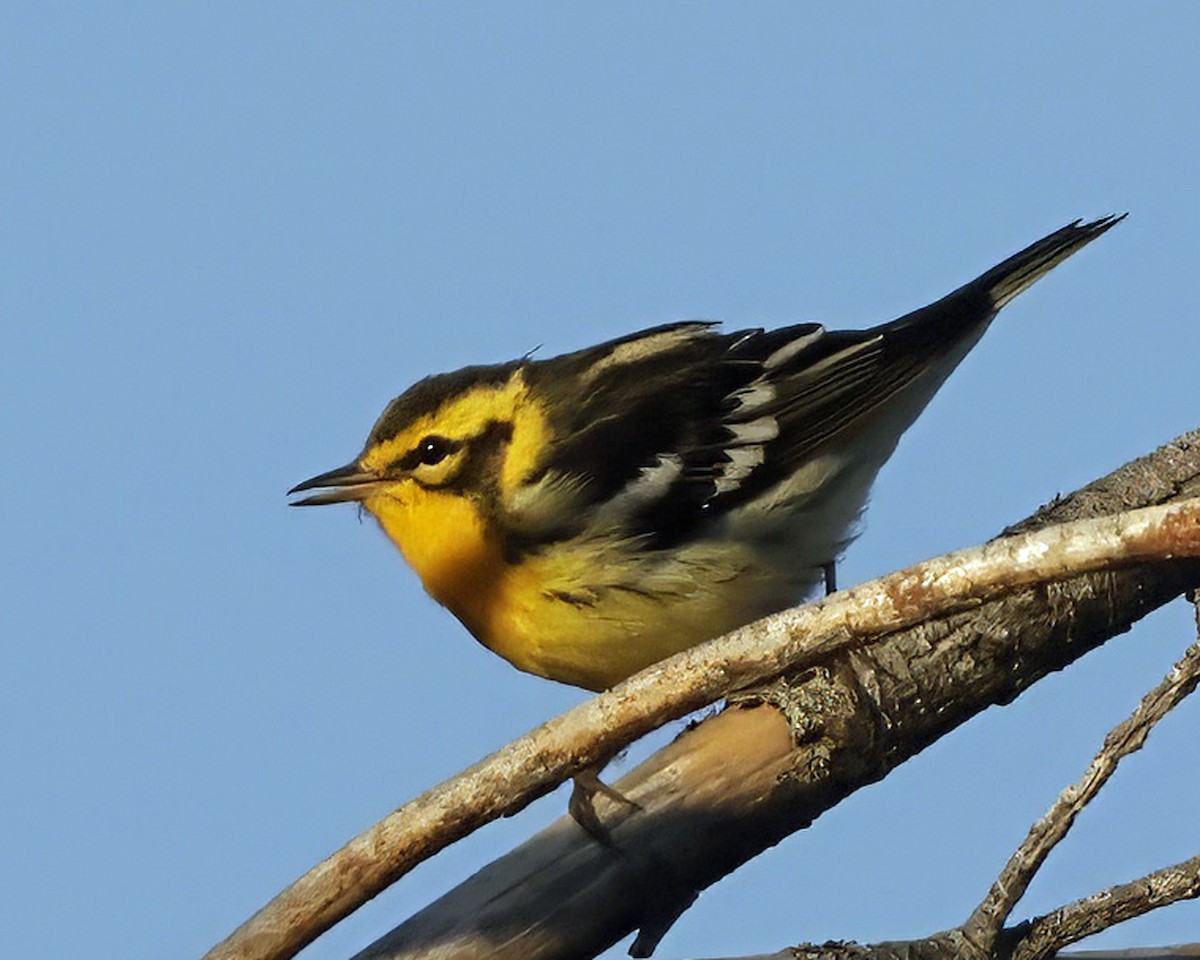 Blackburnian Warbler - ML641106819