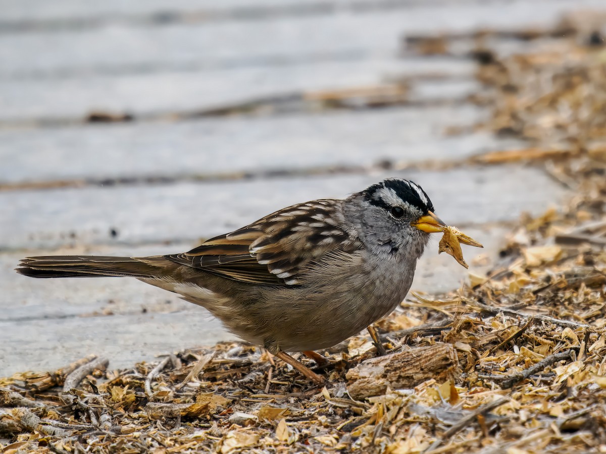 White-crowned Sparrow - ML641106837