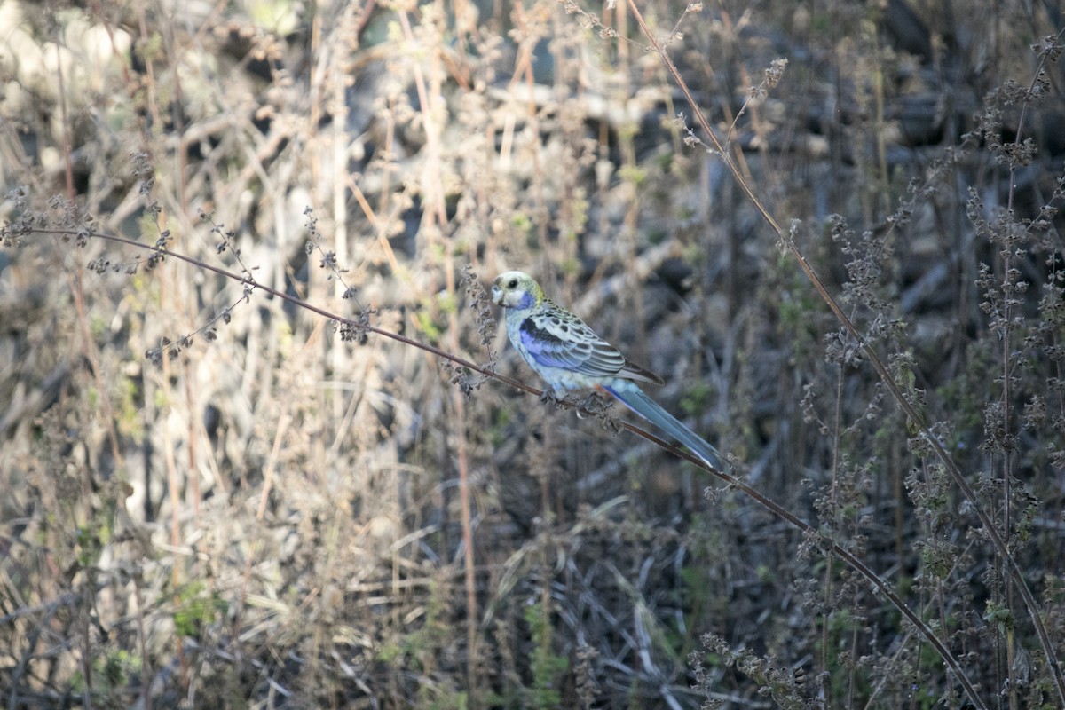 Pale-headed Rosella - ML641106839
