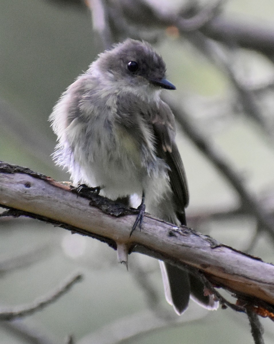 Eastern Phoebe - ML641106864