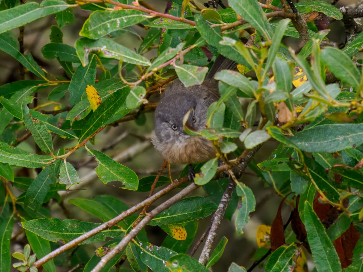 chaparralfugl - ML641106869