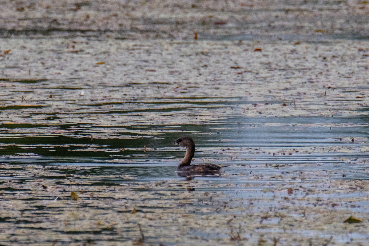 Pied-billed Grebe - ML641106871