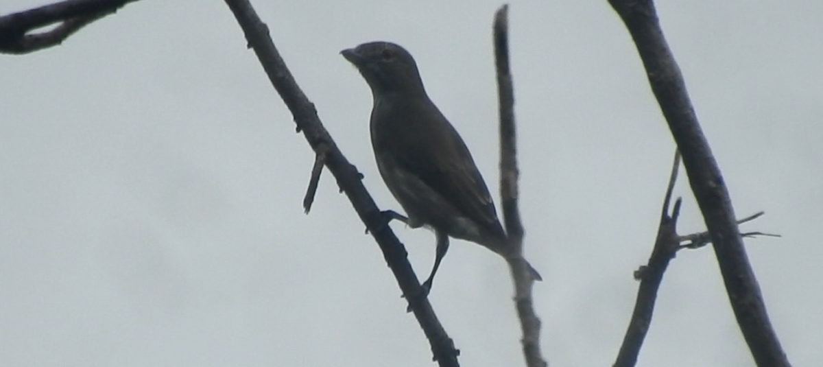 Thick-billed Flowerpecker - ML641106894