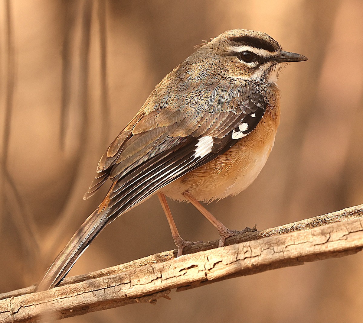 Bearded Scrub-Robin - ML641106906