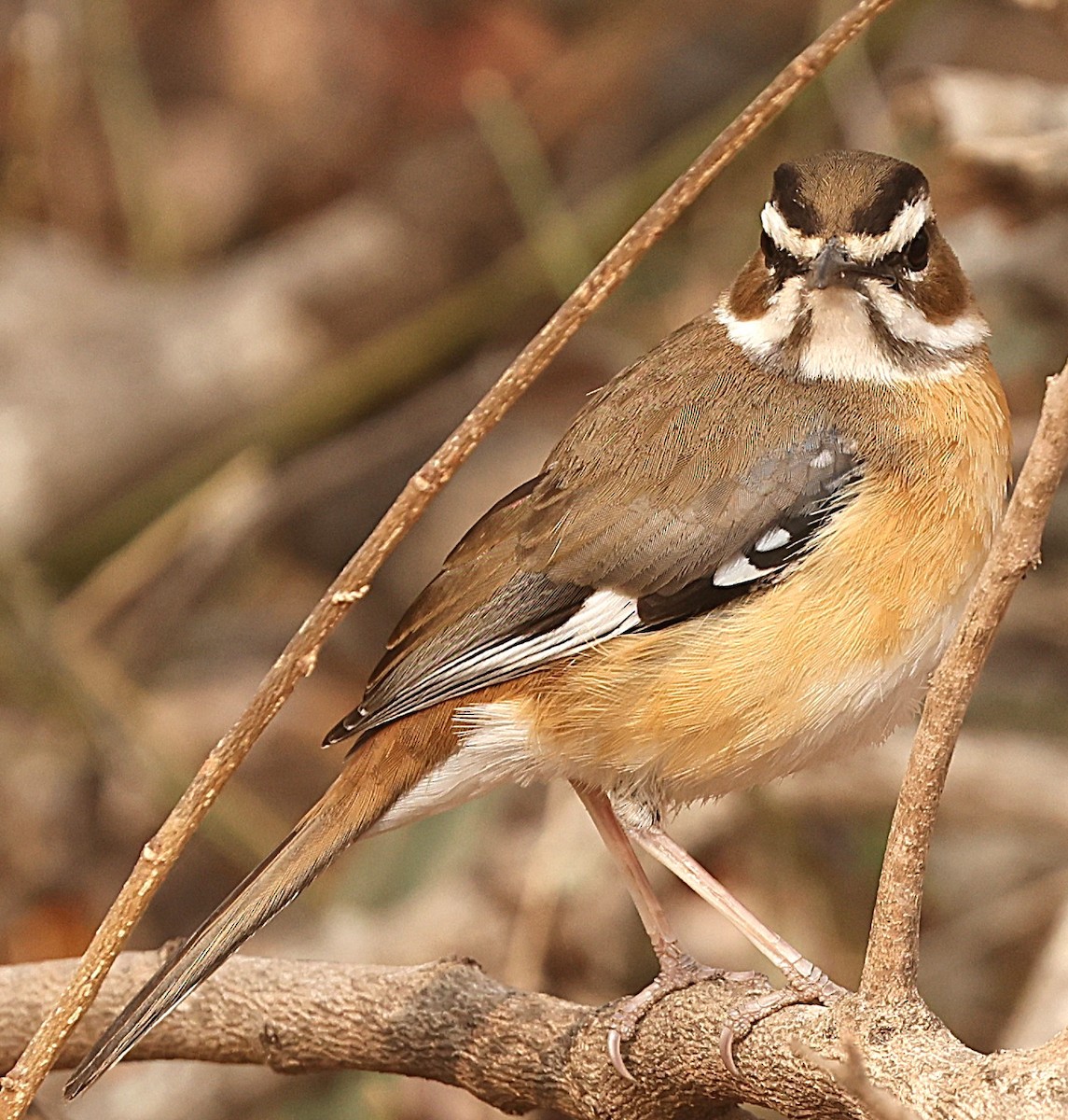 Bearded Scrub-Robin - ML641106909