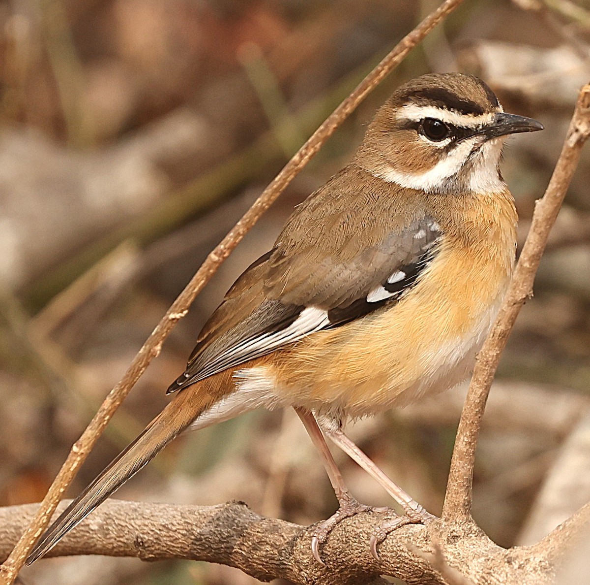 Bearded Scrub-Robin - ML641106910