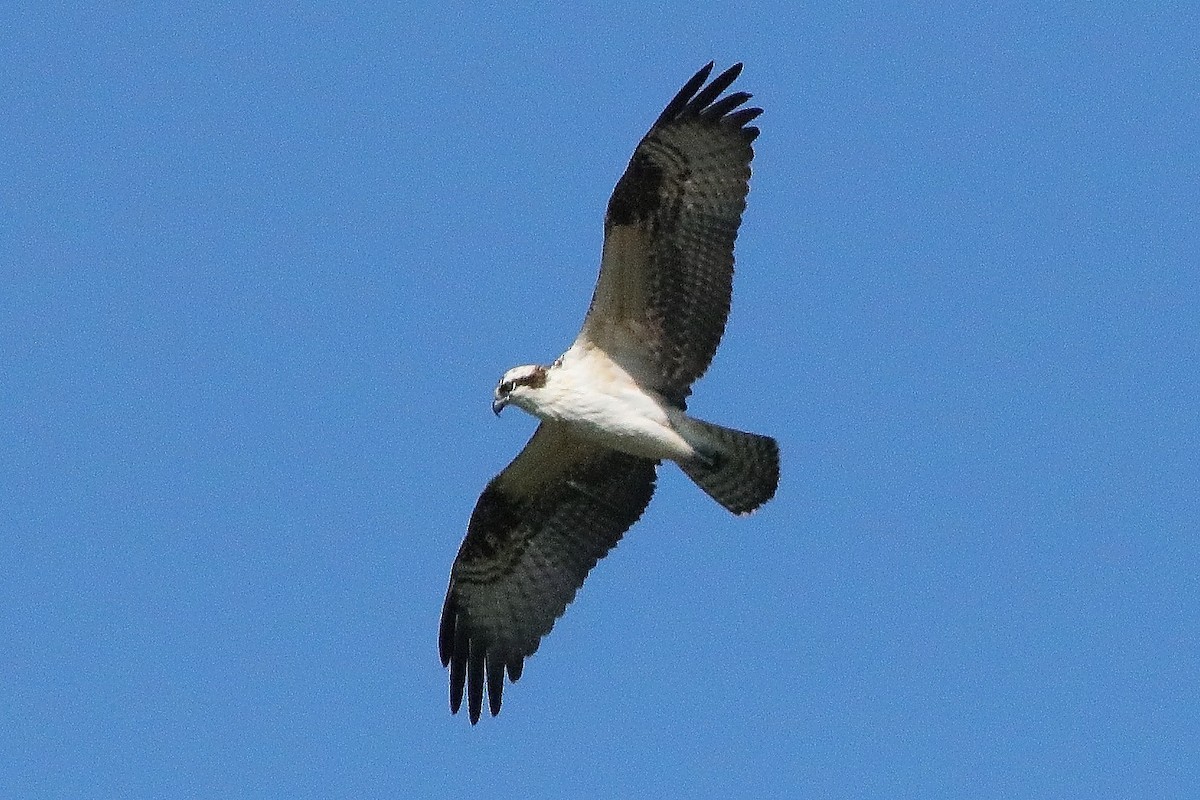 Falco pescatore - ML641106922
