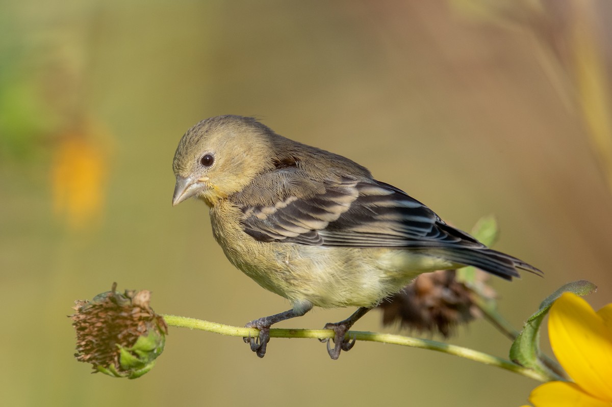 Lesser Goldfinch - ML641106928