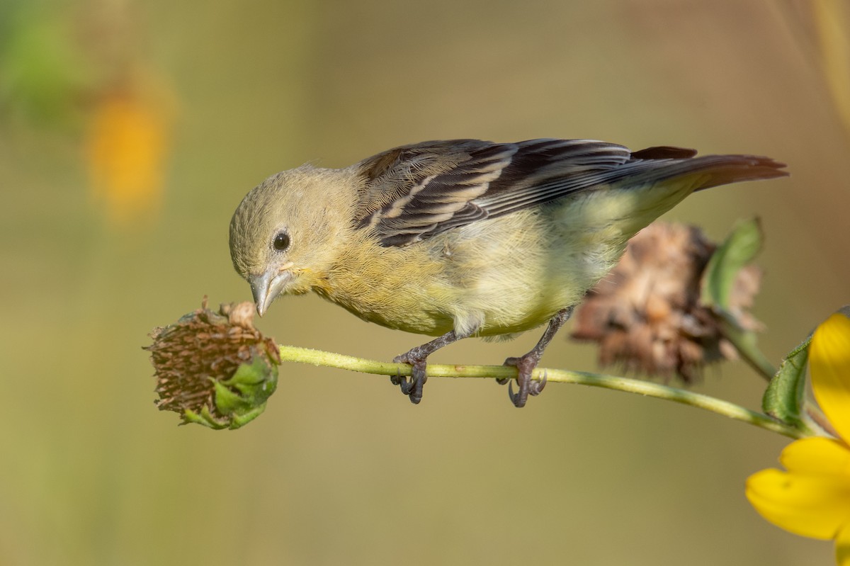 Lesser Goldfinch - ML641106929