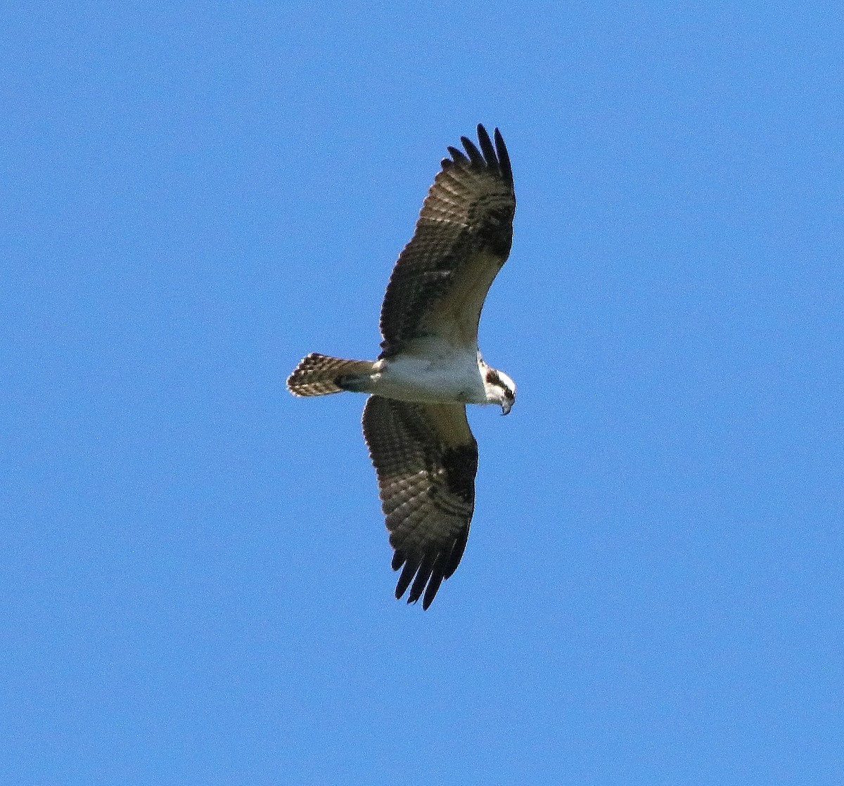 Falco pescatore - ML641106933