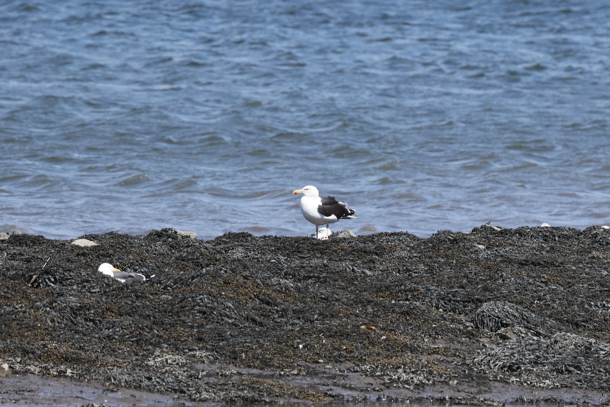Great Black-backed Gull - ML641106949