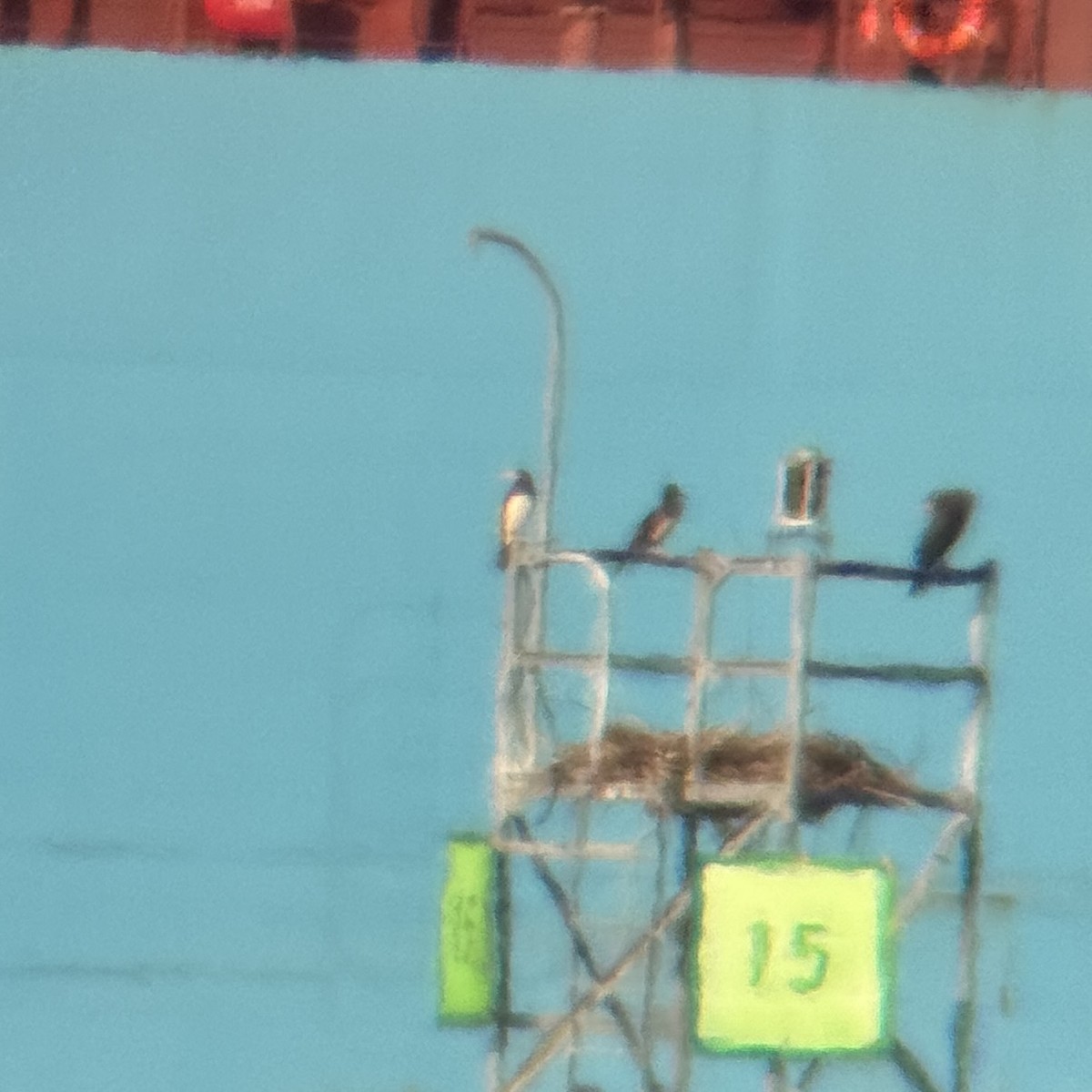Brown Booby - ML641107011
