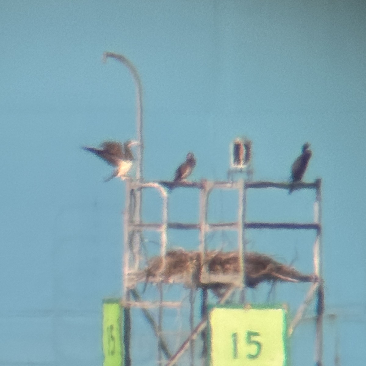 Brown Booby - ML641107012