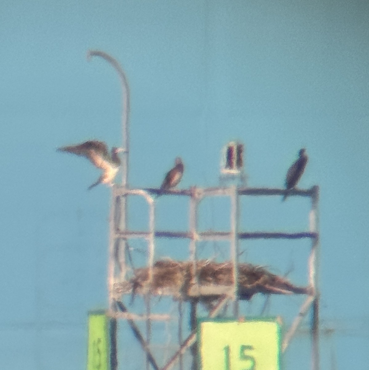 Brown Booby - ML641107013