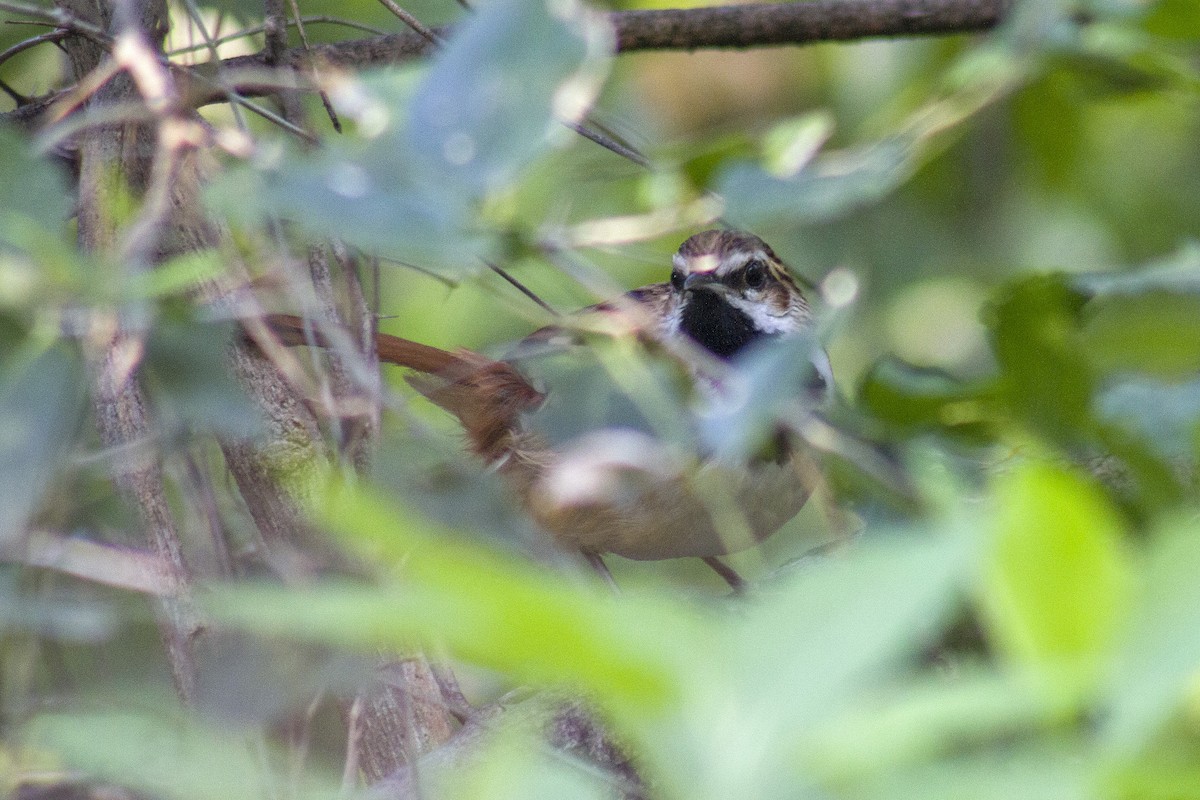Stripe-backed Antbird - ML641107042