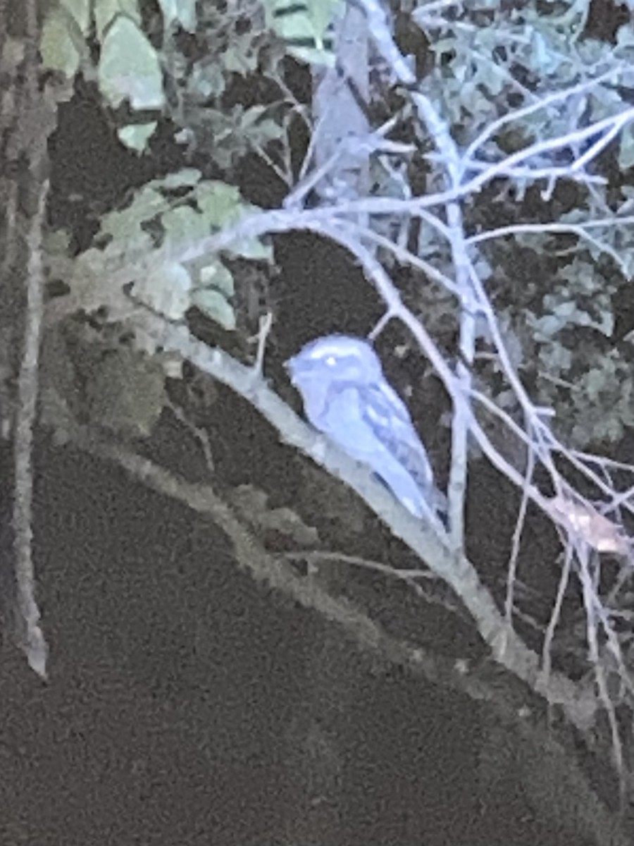 Tawny Frogmouth - ML641107044