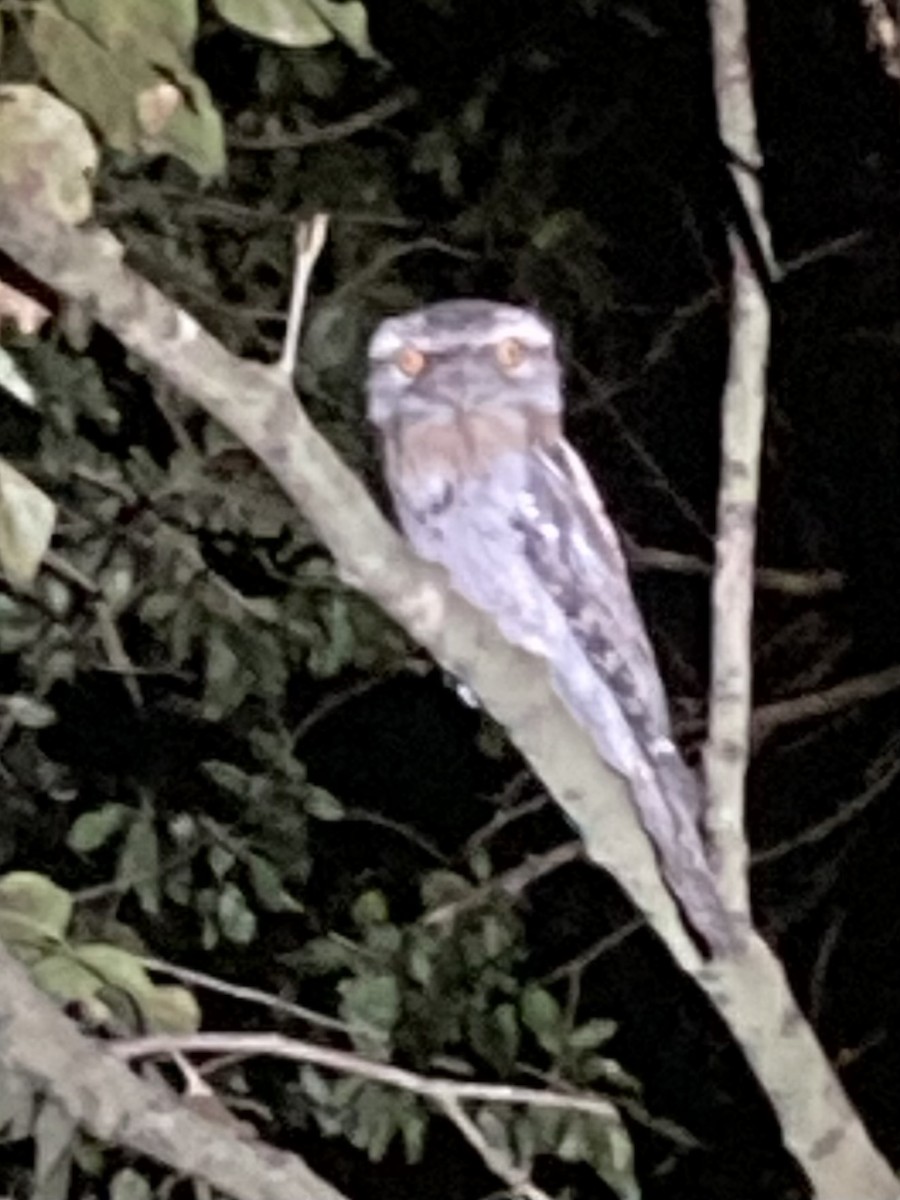 Tawny Frogmouth - ML641107045