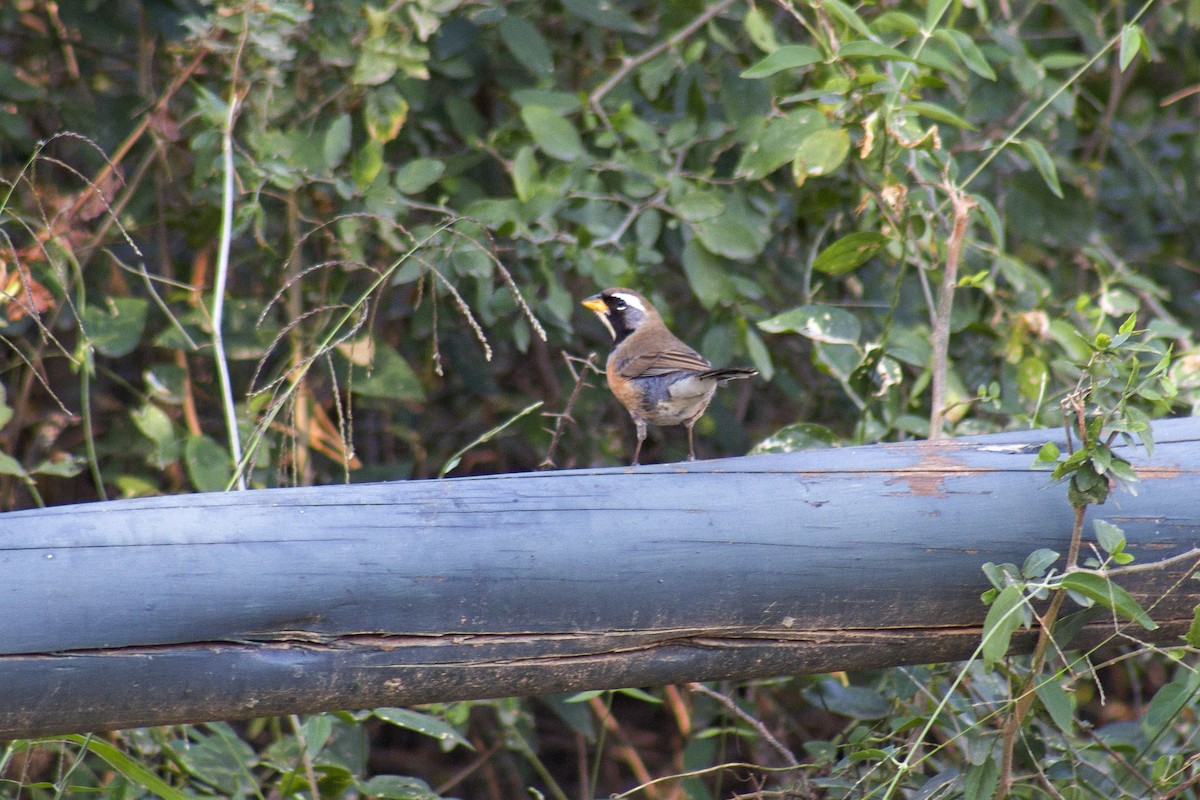 Many-colored Chaco Finch - ML641107058