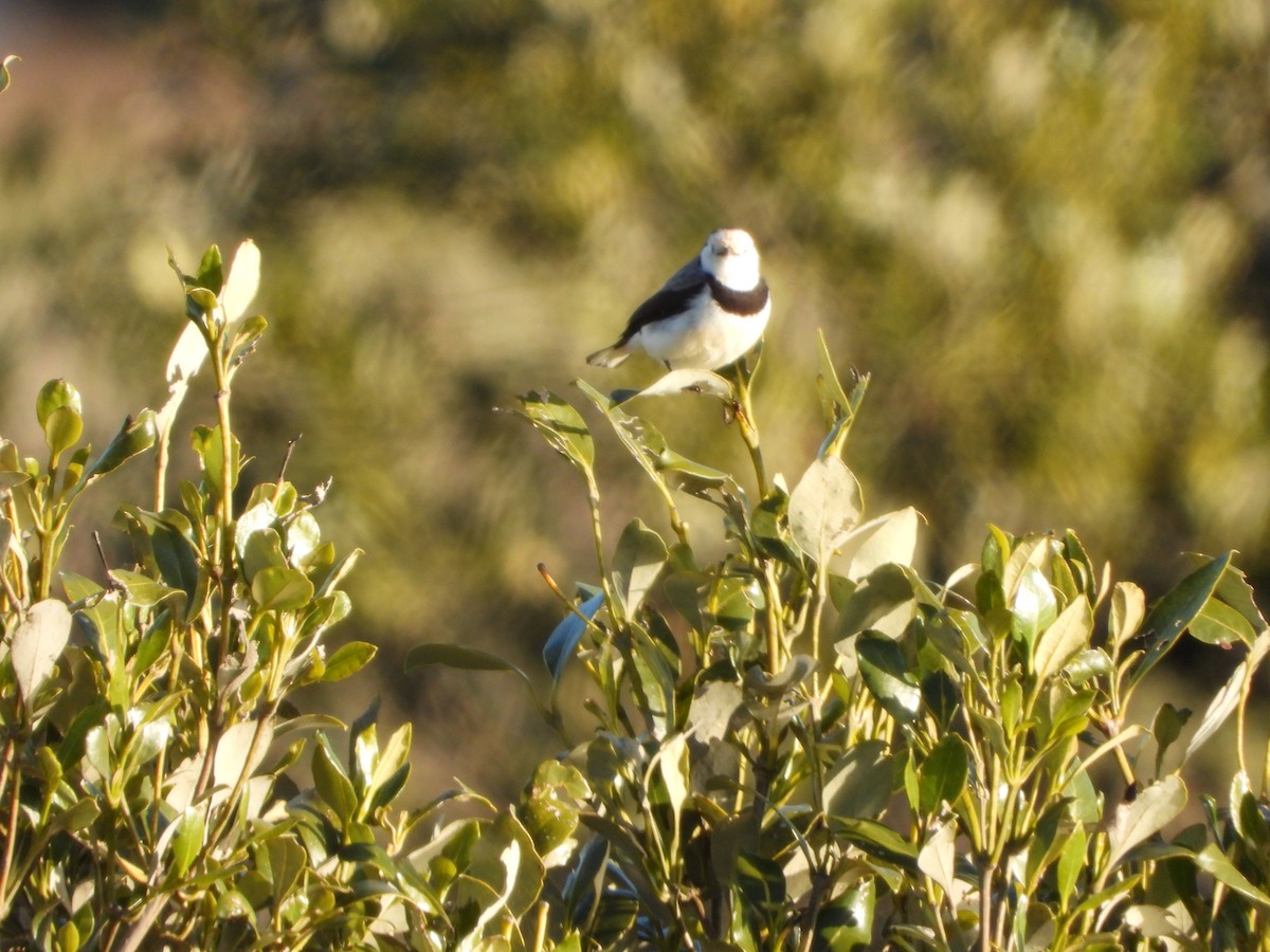 White-fronted Chat - ML641107099